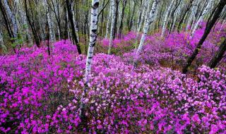 带你去看杜鹃花